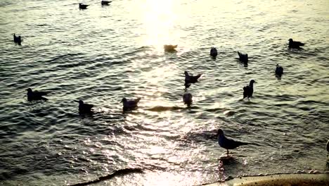 Seagulls-in-the-sea.-Slow-motion.