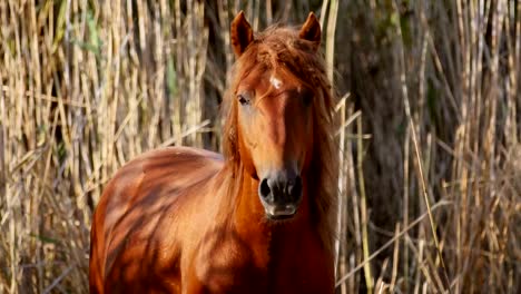 Wilder-Hengst-im-Donaudelta,-Letea-Wald