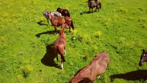 Aerial-view-of-the-beautiful-horses-in-the-field