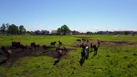 Aerial-view-of-the-beautiful-horses-in-the-field