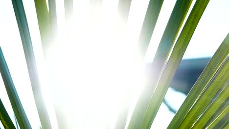 Sunlight-shimmers-through-the-palm-branch-slow-motion,-relax-on-the-sea-camera-movement