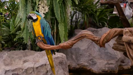 Macore-pájaro-mantenga-sobre-rama-de-árbol.-Macore-hermoso-loro-aves-que-está-parado-en-madera.