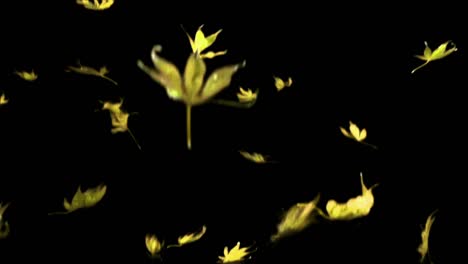 Real-maple-leaves-falling,-slow-motion,-loop-clip,-alpha-channel,-autumn,-yellow-leaves,-Version-2:-many-leaves