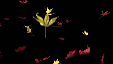 Real-maple-leaves-falling,-slow-motion,-loop-clip,-alpha-channel,-autumn,-red-and-yellow-leaves