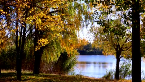 Árboles-de-otoño-amarillo-con-hojas-en-las-ramas-de-en-el-parque-de-río-o-lago