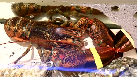 4K-Live-lobsters-in-a-tank-inside-a-restaurant