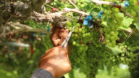 Close-up-hand-of-worker-picking-grapes-during-wine-harvest-in-vineyard.-Select-cutting-Non-standard-grapes-from-branch-by-Scissors.