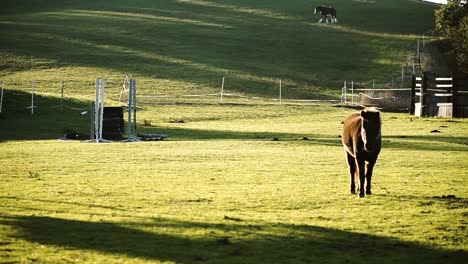 Horse.-Horse-walking-in-the-field