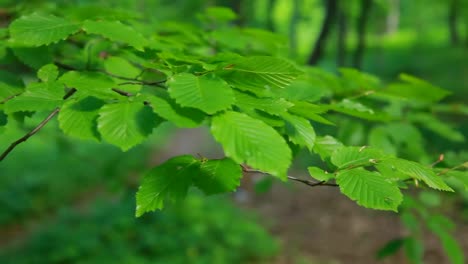 Wanderer-Frau-mit-Rucksack-im-Wald-spazieren.