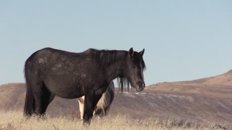 Wilde-Pferde-in-der-Wüste-von-Utah