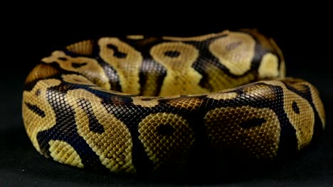 Crawling-ball-python