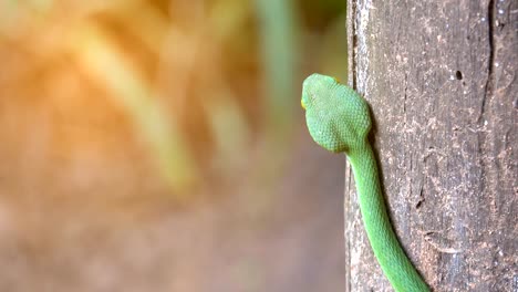 Serpiente-verde-de-hoyo-de-víboras-o-serpiente-albolabris-de-Trimeresurus-en-tronco-de-árbol-sobre-fondo-negro