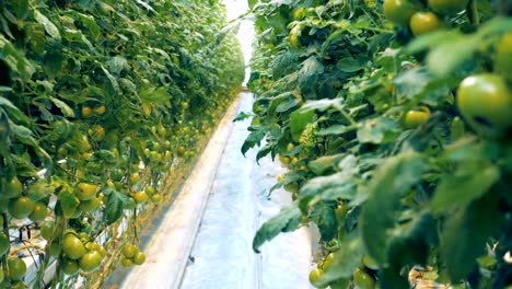 Invernadero-con-un-montón-de-arbustos-de-tomate-verde