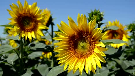 Girasoles-amarillo,-primer-plano