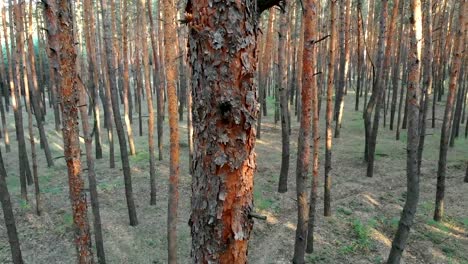 Slow-Flight-Inside-Pine-Tree-Forest.-Aerial-view-with-drone