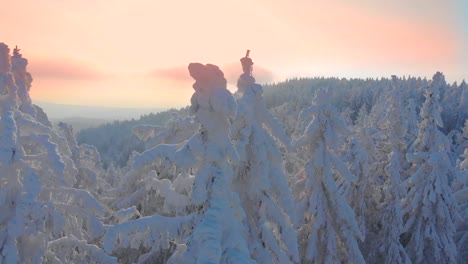 AERIAL-CLOSE-UP:-Endless-spruce-forest-covered-in-snow-at-gorgeous-winter-sunset