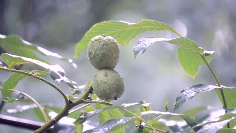 Heavy-rain-shower-downpour-cloudburst-rainfall-comes-in-the-daytime.