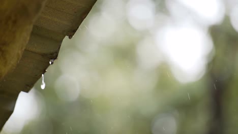 Rain-falls-from-the-eaves.