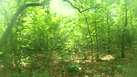 Walk-in-the-forest.-Walking-on-the-wood.