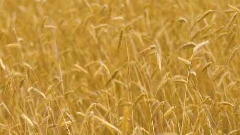 Slow-motion-wheat-field-wind-moving-crops,-yellow-ears-in-autumn-fall,-fertility