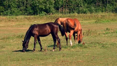 Horses-grazing-on-green-pastures-of-horse-farm,-country-summer-landscape