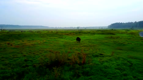 Das-Pferd-auf-einer-nebligen-Wiese-am-Teich.-Nebel-Landschaft