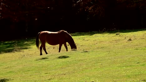 Paisaje-de-montaña-con-el-pastoreo-a-caballo