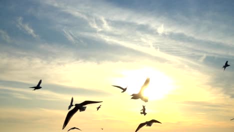 Seagulls-fly-over-the-sea.-Slow-Motion.