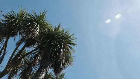 Árbol-de-Palma-contra-el-cielo-azul-en-St.-Ives,-Cornwall-en-un-soleado-día-de-junio.