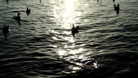 Seagulls-fly-over-the-sea.-Slow-Motion.