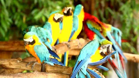 Pájaros-guacamayo-en-chiangmai-Tailandia