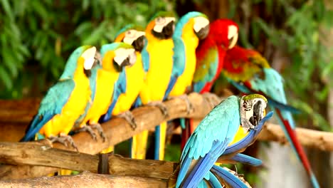 Macaw--bird--in-chiangmai-Thailand