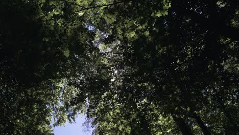 Sunshine-Through-Forest-Leaves-in-an-Afternoon-Breeze