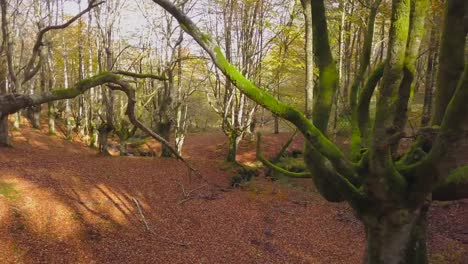 Farbige-Wald-im-Herbst