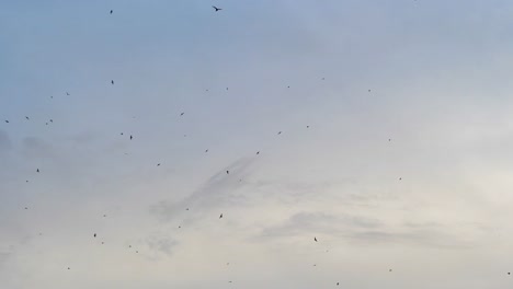 Flying-birds-on-the-beautiful-sunset-sky-in-4k-slow-motion-60fps