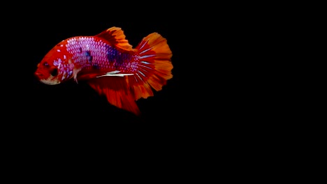 Super-Slow-Motion-der-pulsierenden-siamesische-Kampffische-(Betta-Splendens),-Name-bekannt-ist-Thai,-Plakat