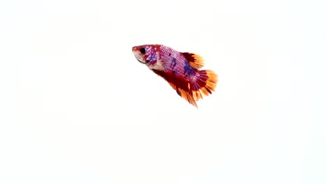 Super-Slow-Motion-der-pulsierenden-siamesische-Kampffische-(Betta-Splendens),-Name-bekannt-ist-Thai,-Plakat