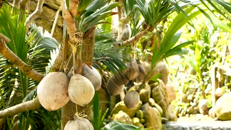 Kokosnüsse-wachsen-als-Dekoration-im-Garten.-Exotische-tropische-Kokosnuss-Palmen-mit-grünen-Blättern-hängen-von-Sonne-beschienen.-Weg-zum-Strand-auf-Koh-Phangan