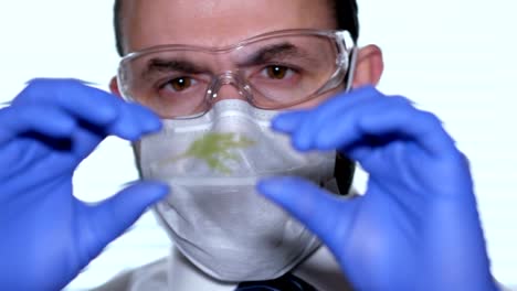 Biologist-examines-sample.-Science,-biology,-ecology.-Professional-scientist-wearing-protective-mask-working-with-herb-samples-in-his-laboratory.-Male-scientist-looking-at-plant-leaf-in-glass-slide.