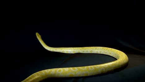 burmese-python