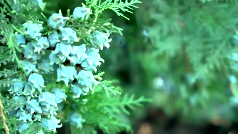 Árbol-de-Navidad-de-la-cámara-lenta