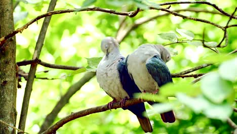 Pied-Imperial-Pigeon-Pflege-auf-Ast.