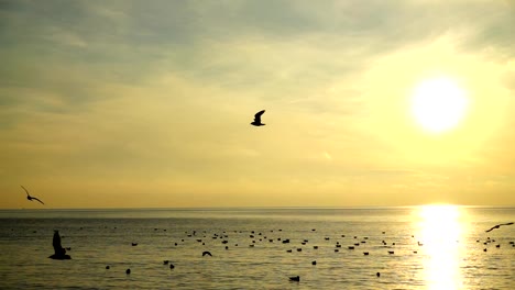 Seagulls-over-the-sea.-Slow-motion.