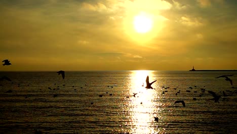 Gaviotas-sobre-el-mar.-Cámara-lenta.