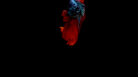 Super-Slow-Motion-der-pulsierenden-siamesische-Kampffische-(Betta-Splendens),-Name-bekannt-ist-Thai,-Plakat