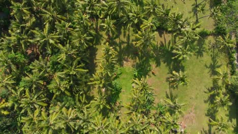 Tropical-view-from-drone-with-coconut-palms.-Aerial-video