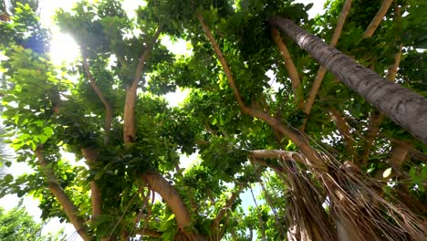 Large-banyan-tree-in-Hawaii-in-slow-motion-180fps