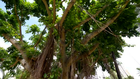 Großen-Banyan-Baum-in-Hawaii-in-Zeitlupe-180fps