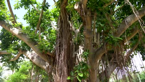 Large-banyan-tree-in-Hawaii-in-slow-motion-180fps