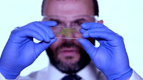 Biologist-examines-sample.-Science,-biology,-ecology.-Professional-scientist-wearing-protective-mask-working-with-herb-samples-in-his-laboratory.-Male-scientist-looking-at-plant-leaf-in-glass-slide.